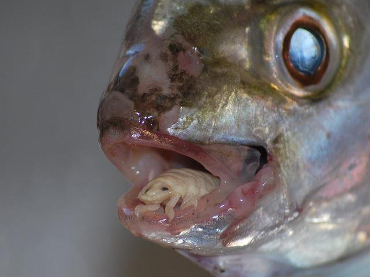 Du hast da was auf der Zunge, Freund! Ach ne. Ist nur eine Cymothoa exigua.&nbsp;&nbsp;