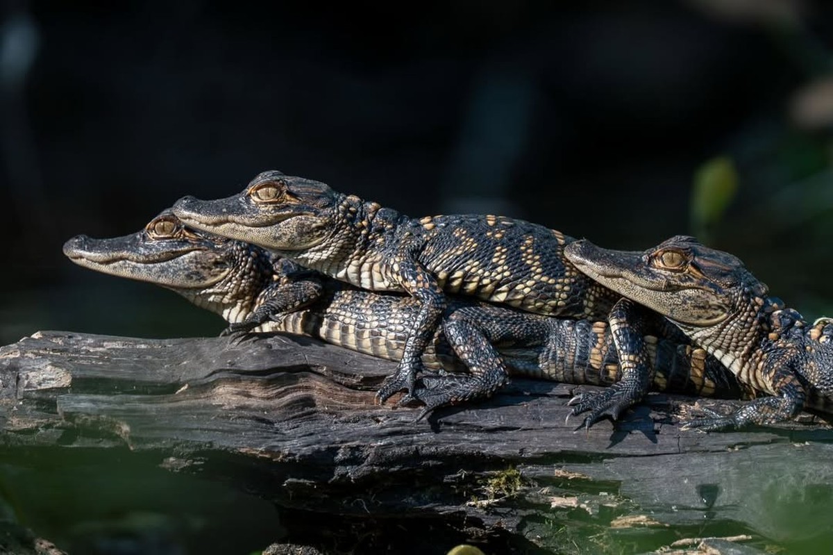 Cute News: Alligatoren
