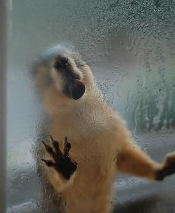 cute news animal squirrel https://www.pinterest.ch/pin/407857309974628877/