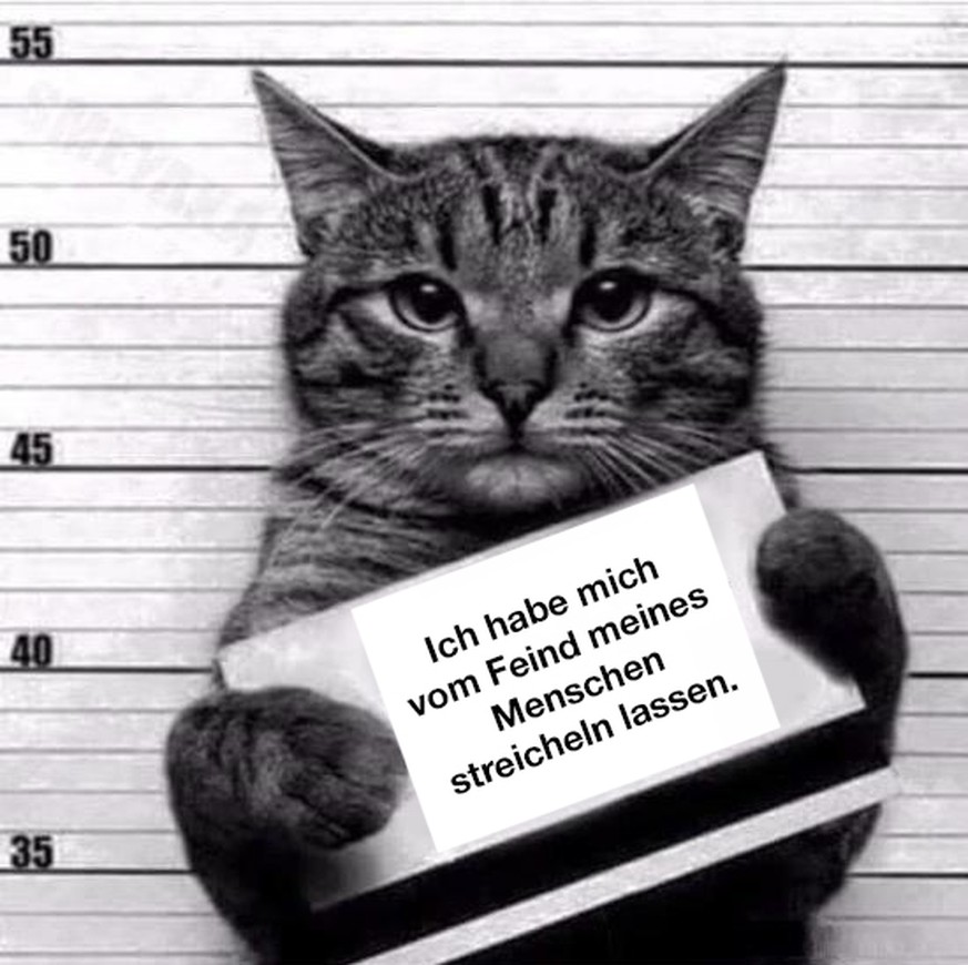 Auf frischer Tat ertappt: 13 Katzen und ihre Verbrecherfotos