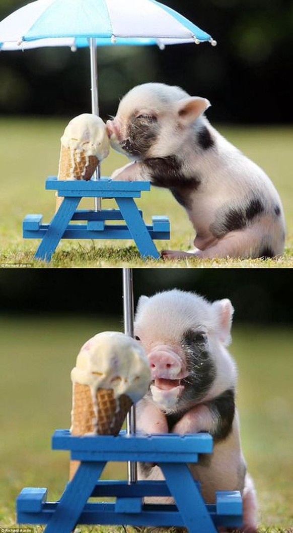 Kleines Schwein isst Eiscreme
