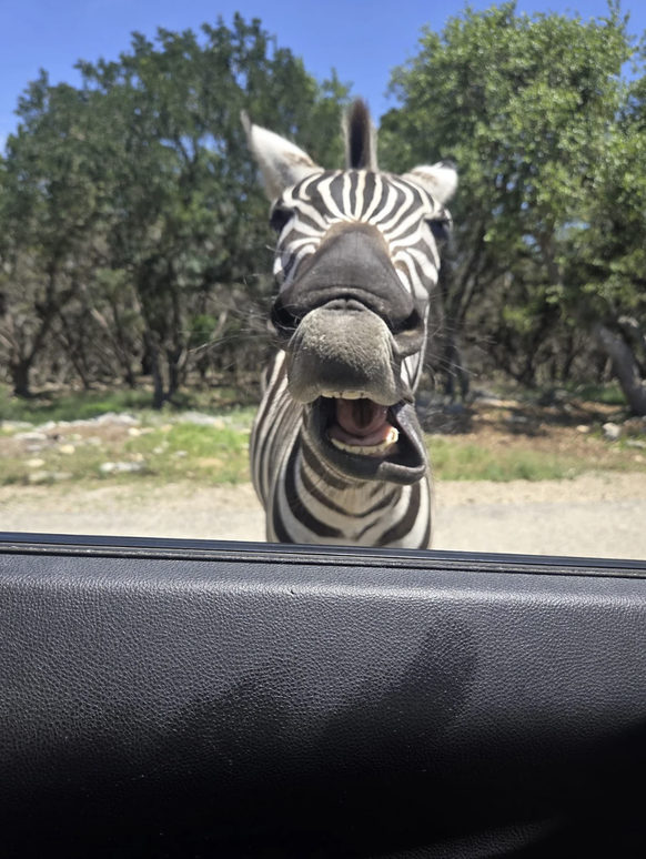 Cute News: Lustiges Zebra