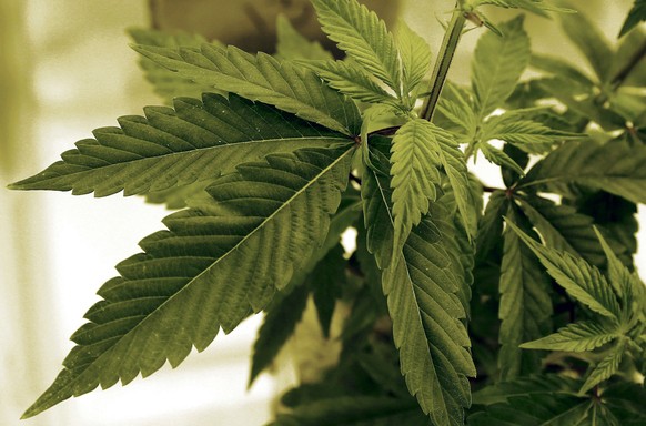 FILE - In this June 17, 2015 file photo, marijuana plants grow at LifeLine Labs in Cottage Grove, Minn. Minnesotans can legally possess and grow their own marijuana for recreational purposes starting  ...