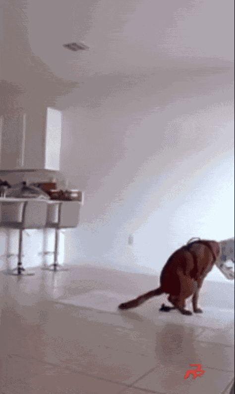 Animiertes GIF