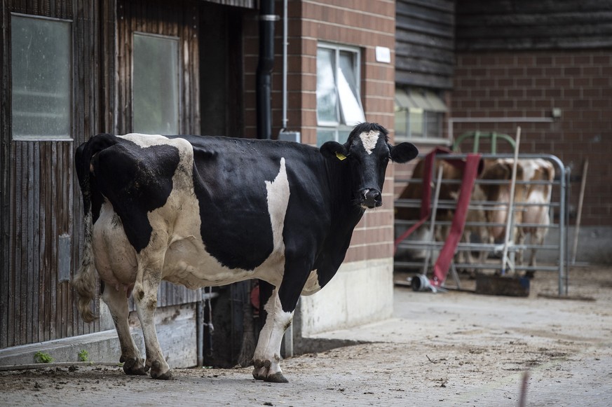 Eine Kuh auf einem Bauernhof, am Sonntag, 20. Mai 2018, in Schaffhausen. (KEYSTONE/Melanie Duchene)
