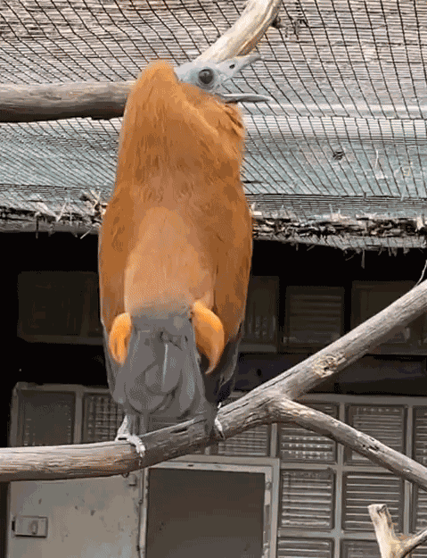 Animiertes GIF