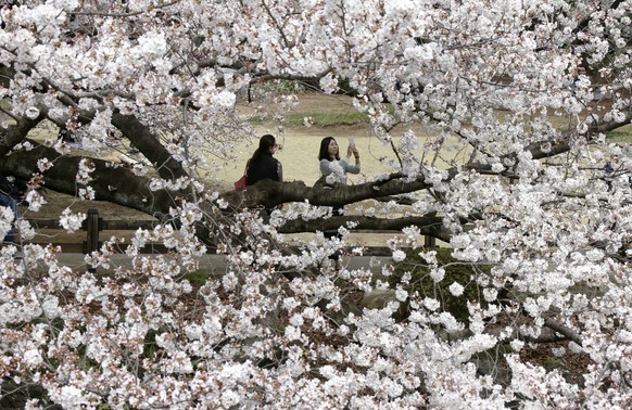 Visitors enjoy the cherry-blossom viewing at Shinjuku Gyoen national garden in Tokyo, Monday, March 26, 2018. At the garden, people laid down picnic sheets to enjoy &quot;hanami,&quot; which is a Japa ...