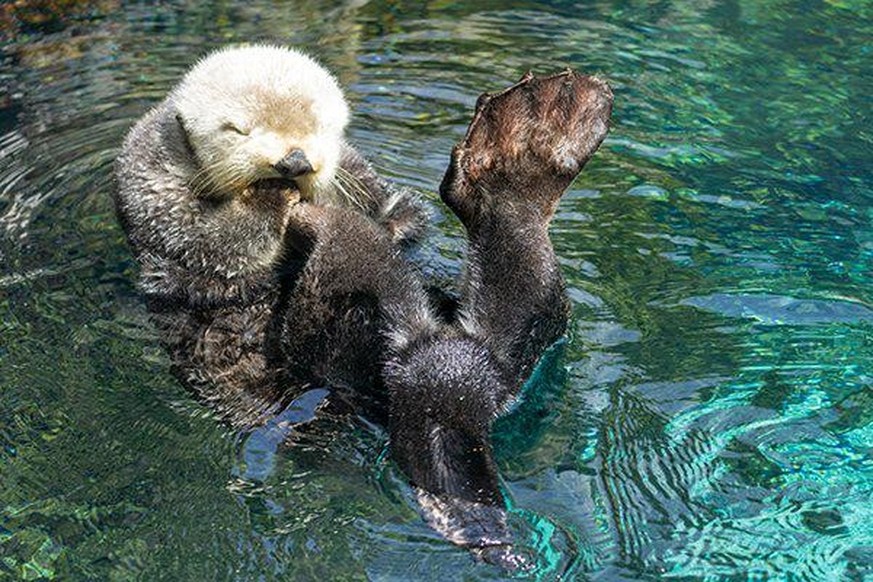 cute news tier otter

https://www.reddit.com/r/Otters/comments/1d6hhx7/tee_hee/