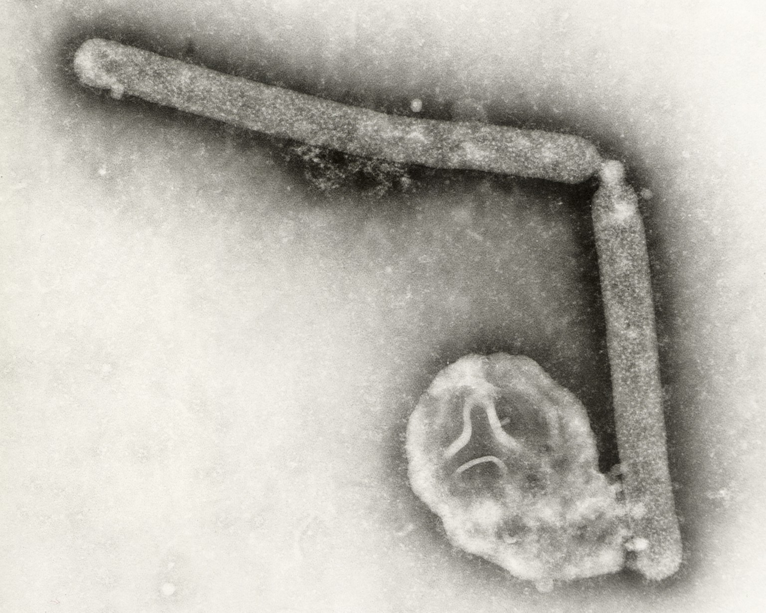 This undated electron microscopic image provided by the Centers for Disease Control and Prevention shows two Influenza A (H5N1) virions, a type of bird flu virus. (Cynthia Goldsmith, Jackie Katz/CDC v ...