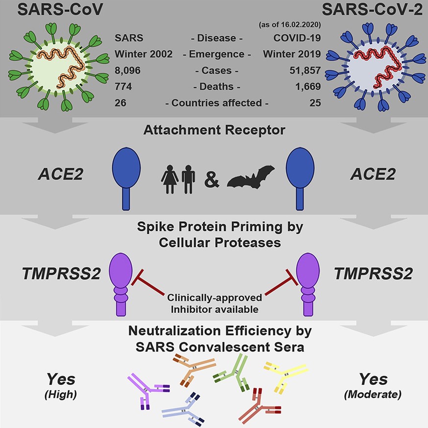 Vergleich des SARS-Erregers (SARS-CoV) mit SARS-CoV-2. Beide Coronaviren nutzen TMPRSS2, um sich mit Körperzellen zu verbinden.  