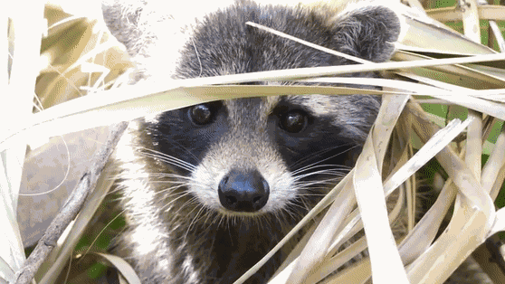 Animiertes GIF