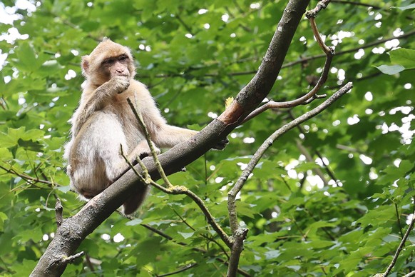 Affenwald Straussberg 23.07.2024, Straussberg, Affenwald Straussberg, ein Berberaffe sitzt auf dem Baum *** Affenwald Straussberg 23 07 2024, Straussberg, Affenwald Straussberg, a Barbary macaque sits ...