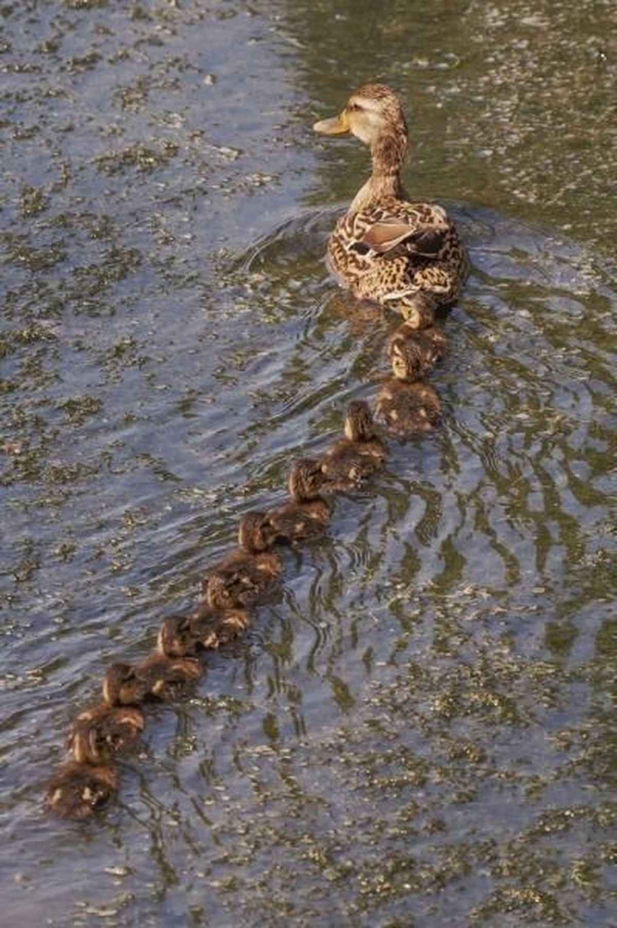 cute news tier ente

https://ch.pinterest.com/pin/68741930695/