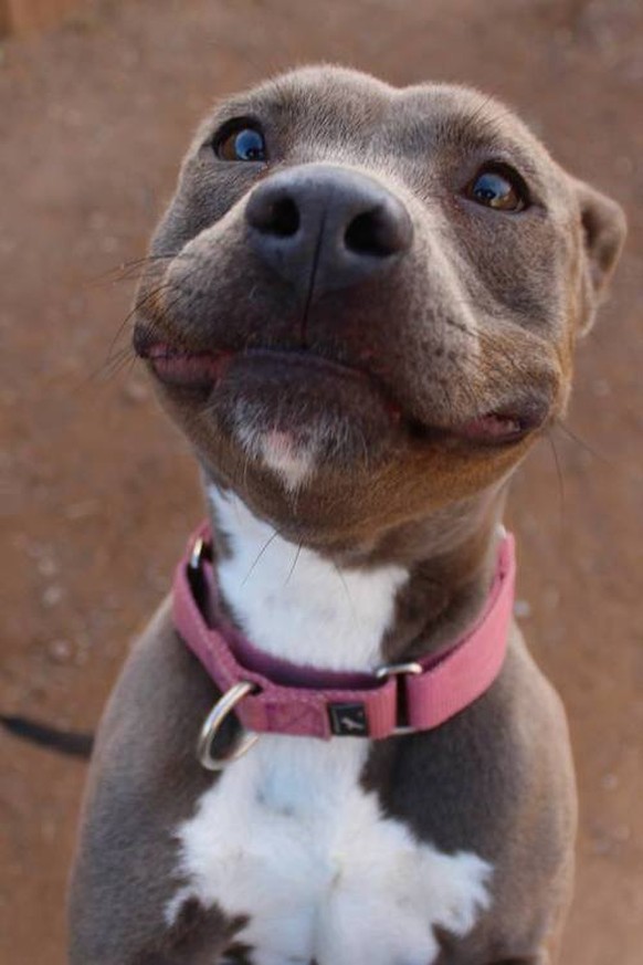Hund lächelt
https://imgur.com/gallery/0DSs8F3