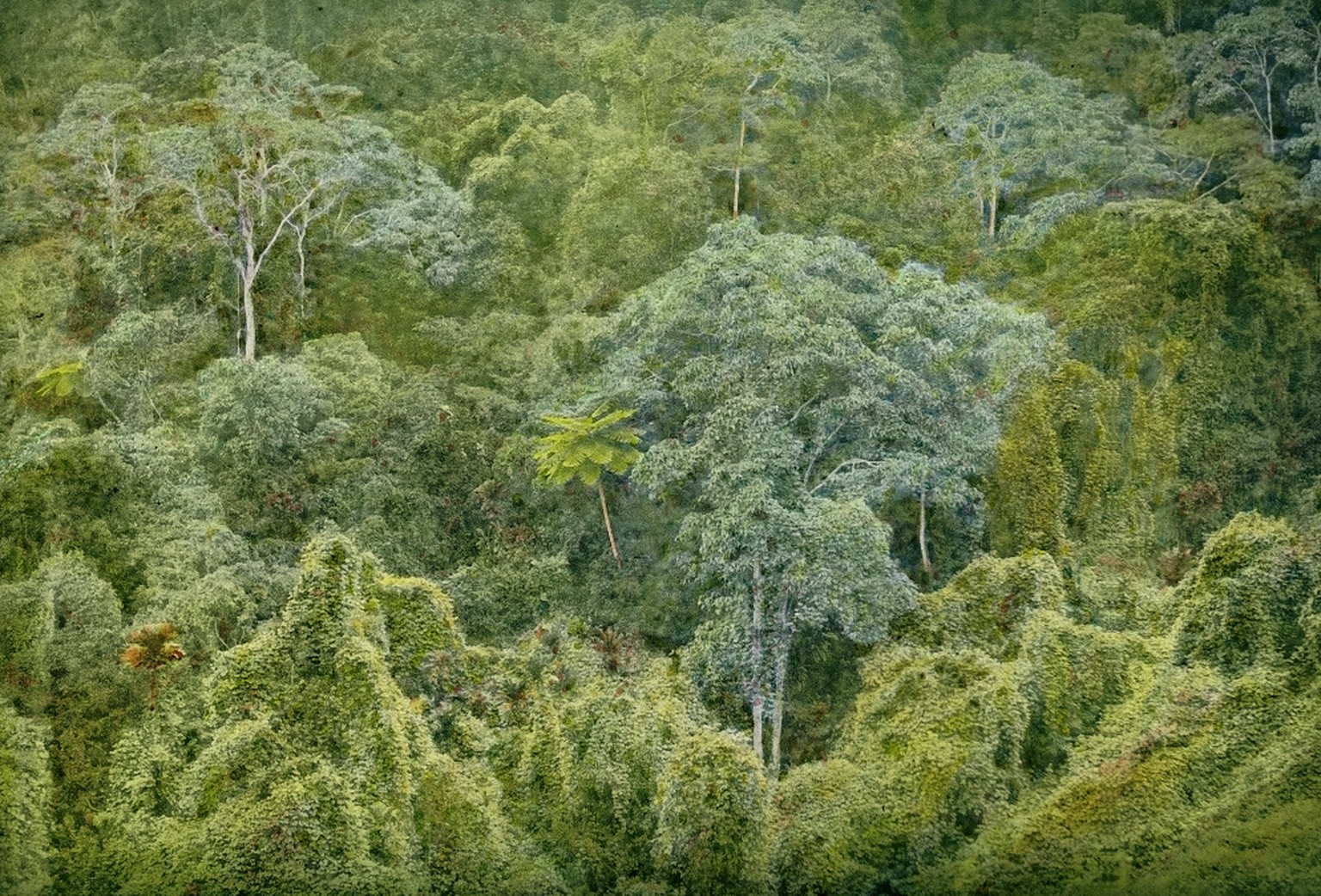 Baumkronen eines dicht bewachsenen Waldstücks
Heim, Arnold 
Titel:
Urwald, Moneo (Südhand) 
Beschreibung:
Baumkronen eines dicht bewachsenen Waldstücks 
Datierung:
12.6.1921 
Enthalten in: