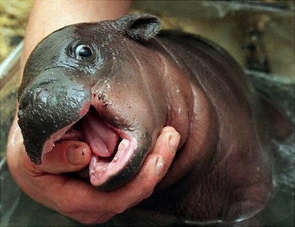 Enthusiastisches Hippo.
Nilpferd Flusspferd
http://imgur.com/gallery/rEdRFWQ