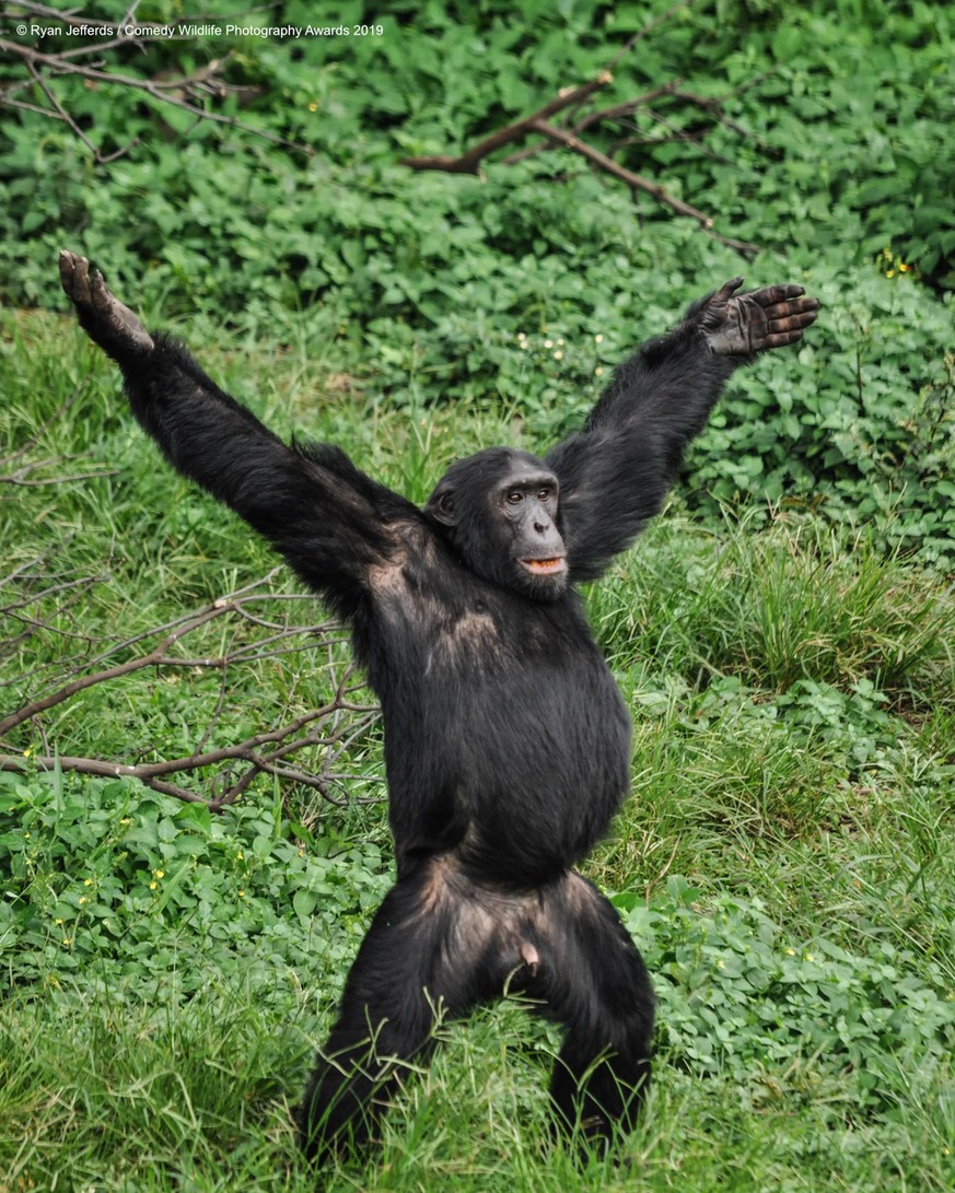 The Comedy Wildlife Photography Awards 2019
Ryan Jefferds
Houston
United States
Phone: 8595127028
Email: ryanjefferds@gmail.com
Title: I'm Open!
Description: This chimpanzee was waving his arms around ...