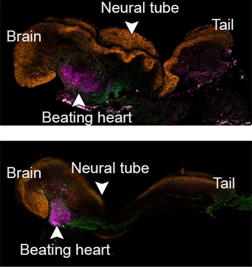 Vergleich zwischen einem synthetischen (oben) und einem natürlichen (unten) Mäuse-Embryo am 8. Tag. Frühstadien verschiedener Organsysteme haben sich bereits gebildet.  