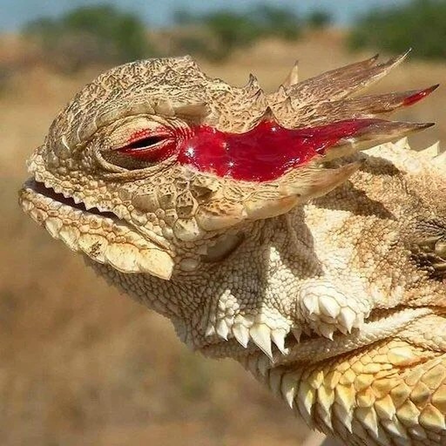 Horned Lizard
https://www.reddit.com/r/natureismetal/comments/bl5f1d/the_horned_lizard_can_shoot_blood_from_its_eyes/?rdt=57786