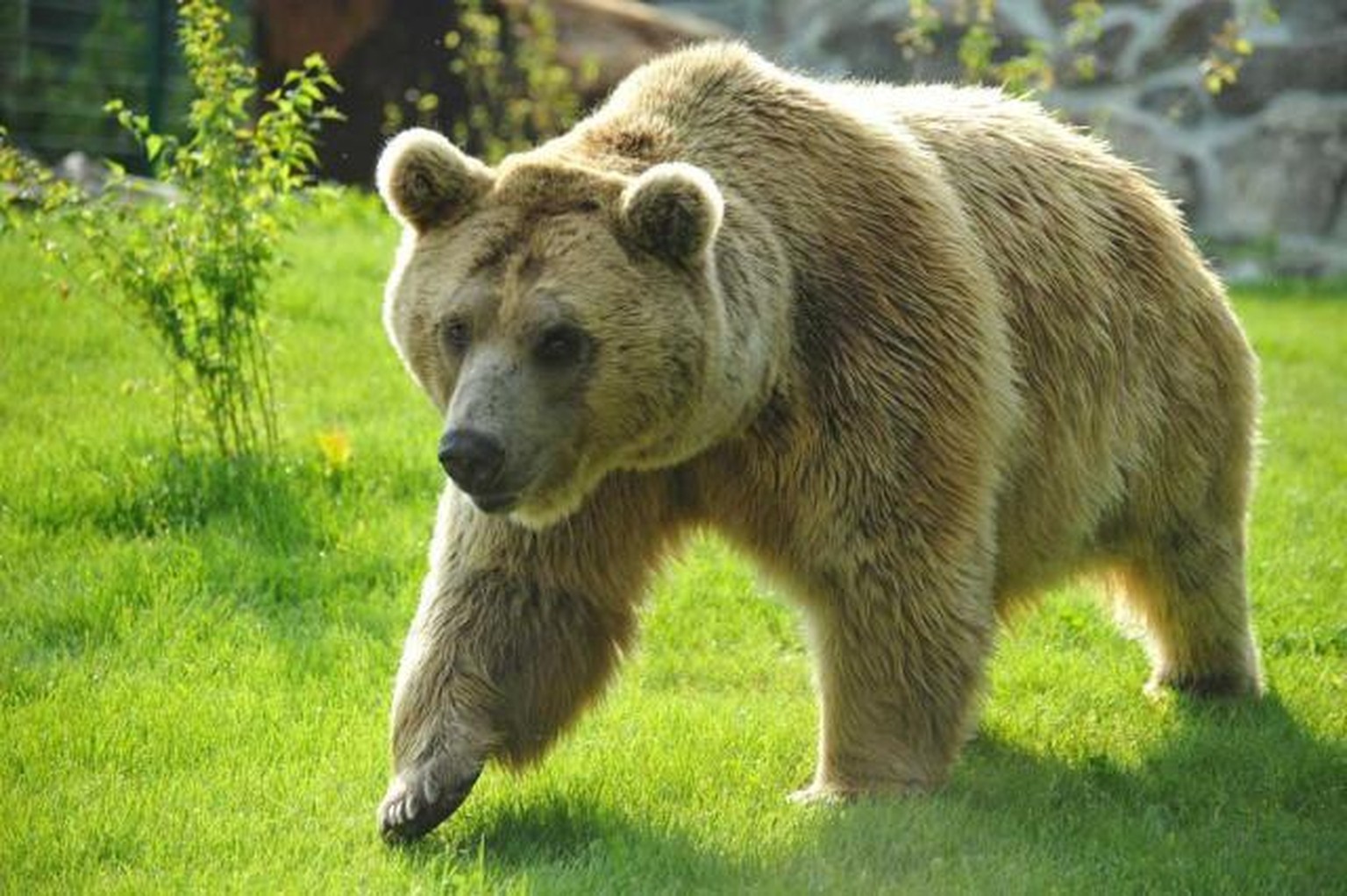 Dieser Braunbär ist am Donnerstag aus dem Zoo in Servion (VD) ausgebrochen.