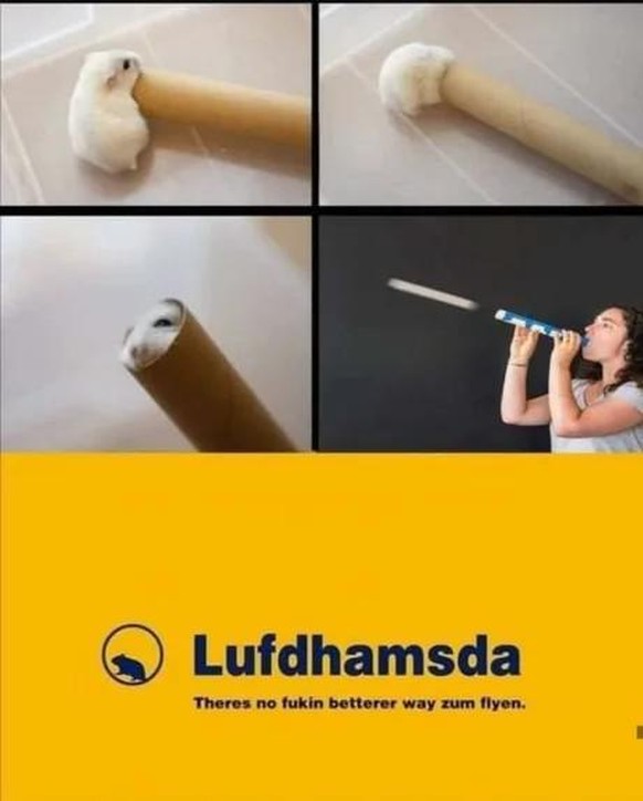 Und 1, und 2, und 1, 2, 3 – PICDUMP!\n🐹
