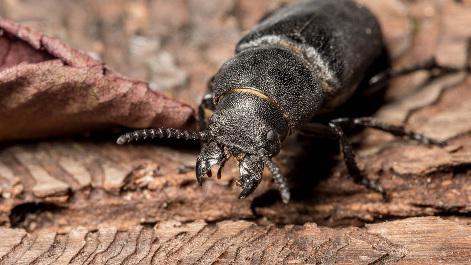 bark beetle eats tree
Borkenkäfer