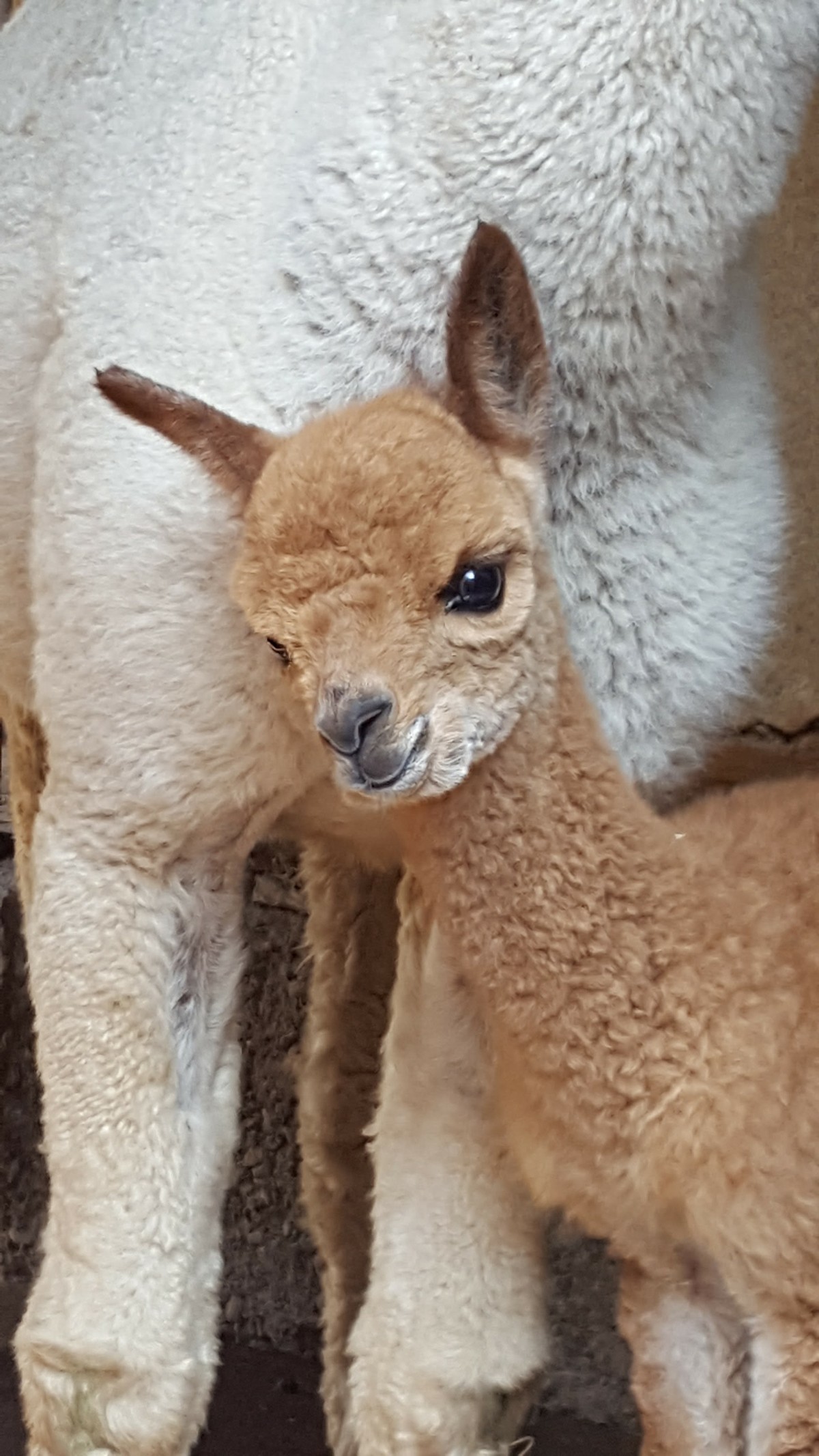 Heidi73
Baby Lima