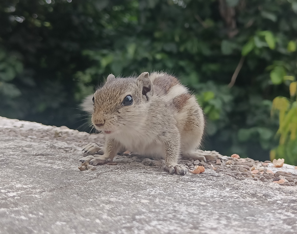 cute news tier eichhörnchen

https://www.reddit.com/r/squirrels/comments/15yq3sj/the_true_icon_of_the_squirrelly_world_queen/