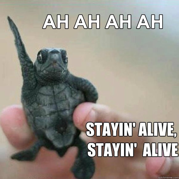 Schildkröte Stayin Alive

http://www.quickmeme.com/meme/3qjk4n