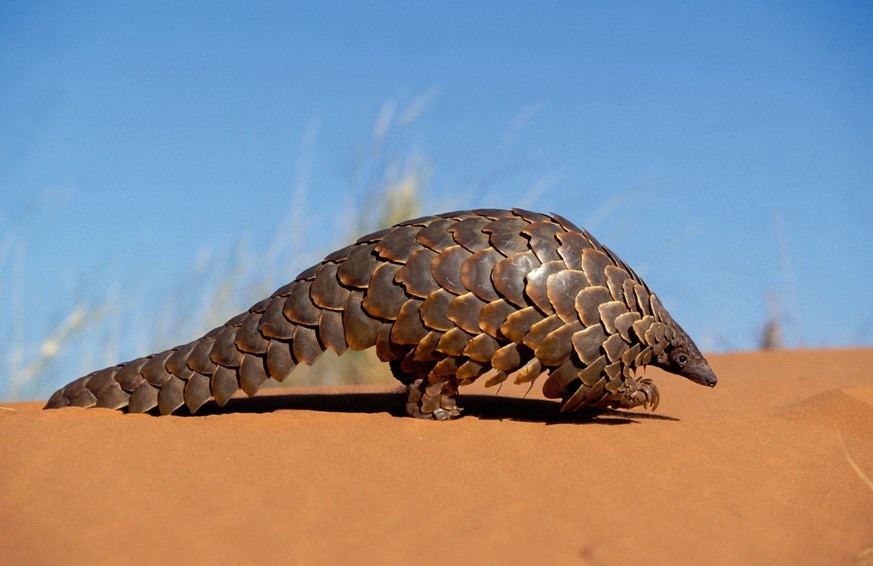 CAPE PANGOLIN (Quelle: WWF)