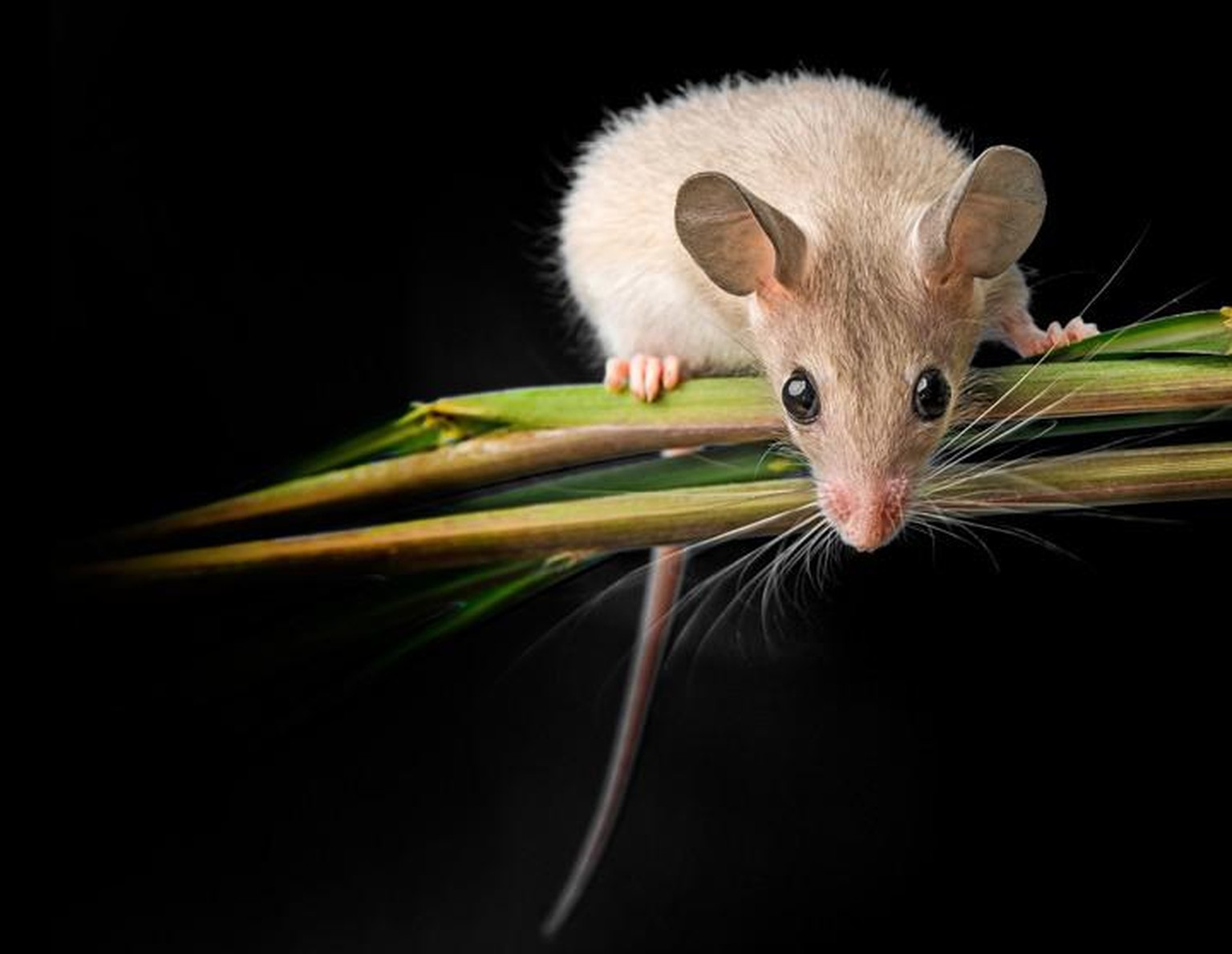 Ägyptische Stachelmaus (Acomys cahirinus)