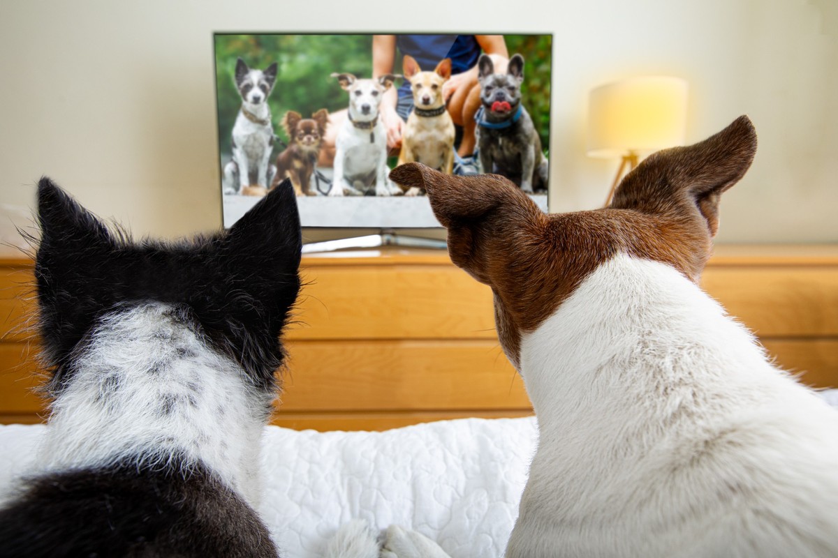 couple of dogs wacthing streaming tv program , movie or series in bed cozy together