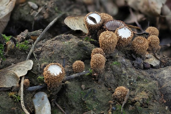 Pilze, Cyathus striatu