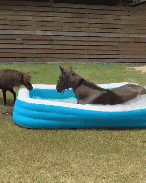 Animiertes GIF