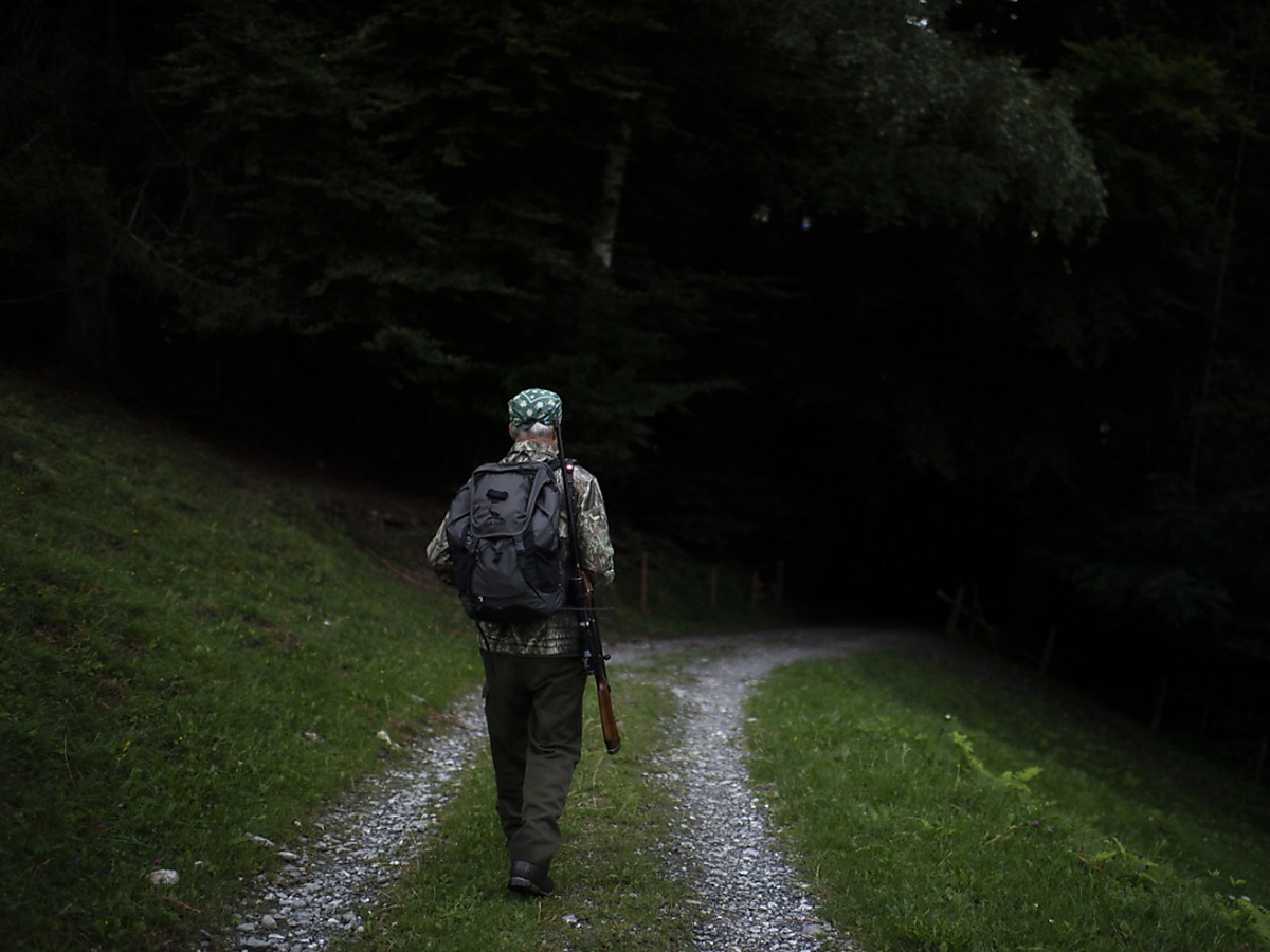 Pour l'aider dans sa chasse au loup, le canton du Valais fait appel à des chasseurs qui ont dû suivre une formation spécifique (image d'illustration).