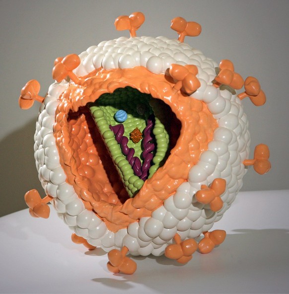 Ein Model des HI-Virus.