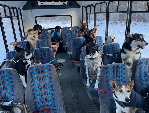 cute news animal tier dog hund

https://www.reddit.com/r/aww/comments/rgqoad/wife_and_i_got_a_bus_for_our_dog_business/