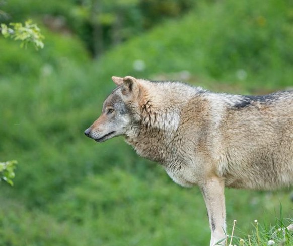 Wolf Graubünden Schweiz