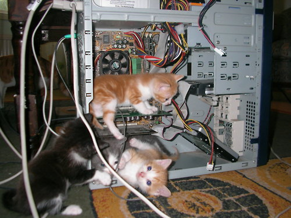 Katzen am Computer