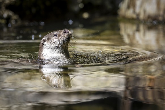 Otter Tom hunts for fish at Zurich Zoo, on Wednesday, June 19, 2024 in Zurich, Switzerland. Once widespread, the endangered species of European otter is only slowly returning to Central Europe. To ens ...