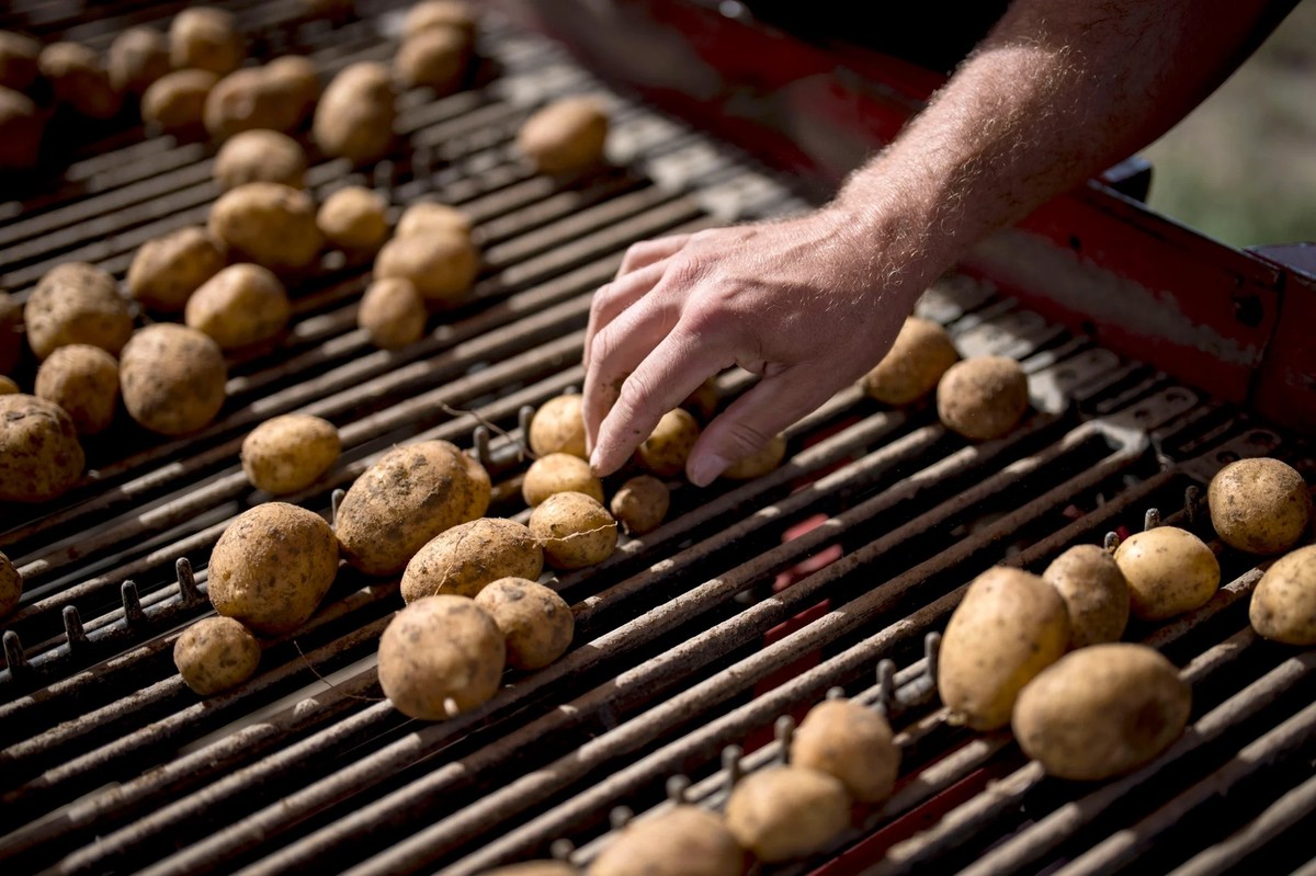 Selon l'association professionnelle Swisspatat, la récolte de pommes de terre de l'été 2026 a été la plus faible jamais enregistrée depuis le début des relevés.