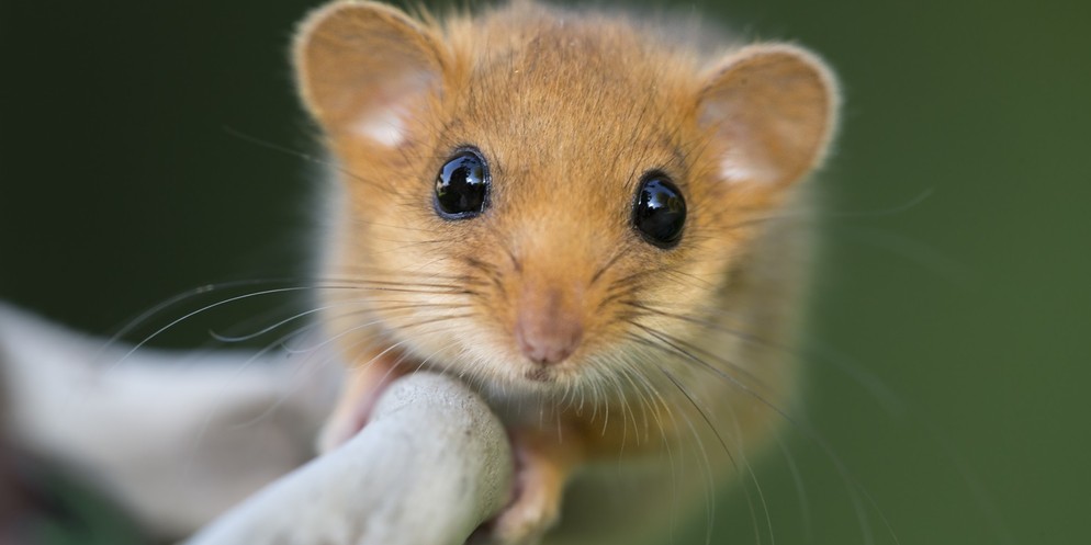 Die Haselmaus ist eine gefährdete Tierart.