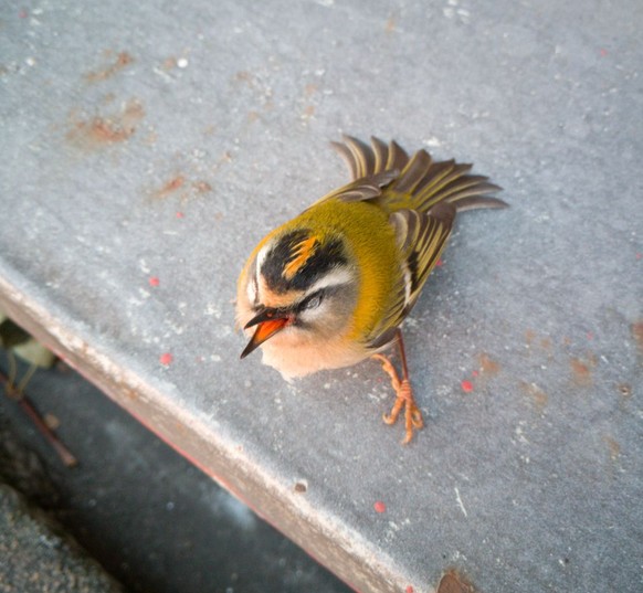 Sommergoldhähnchen