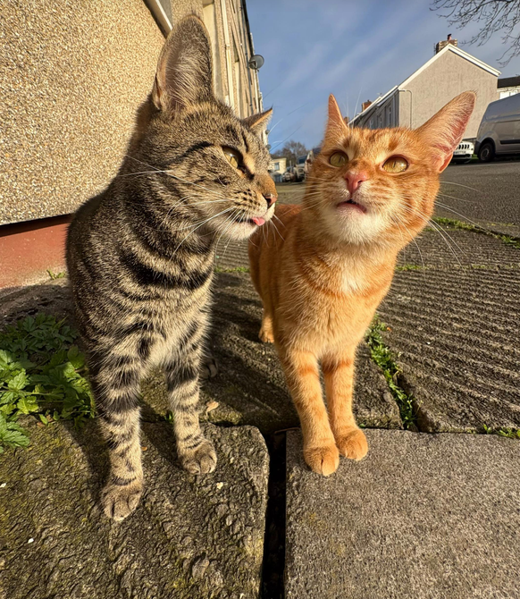 cute news tier katzen

https://www.tiktok.com/@thecomedycat/photo/7618277576443759894