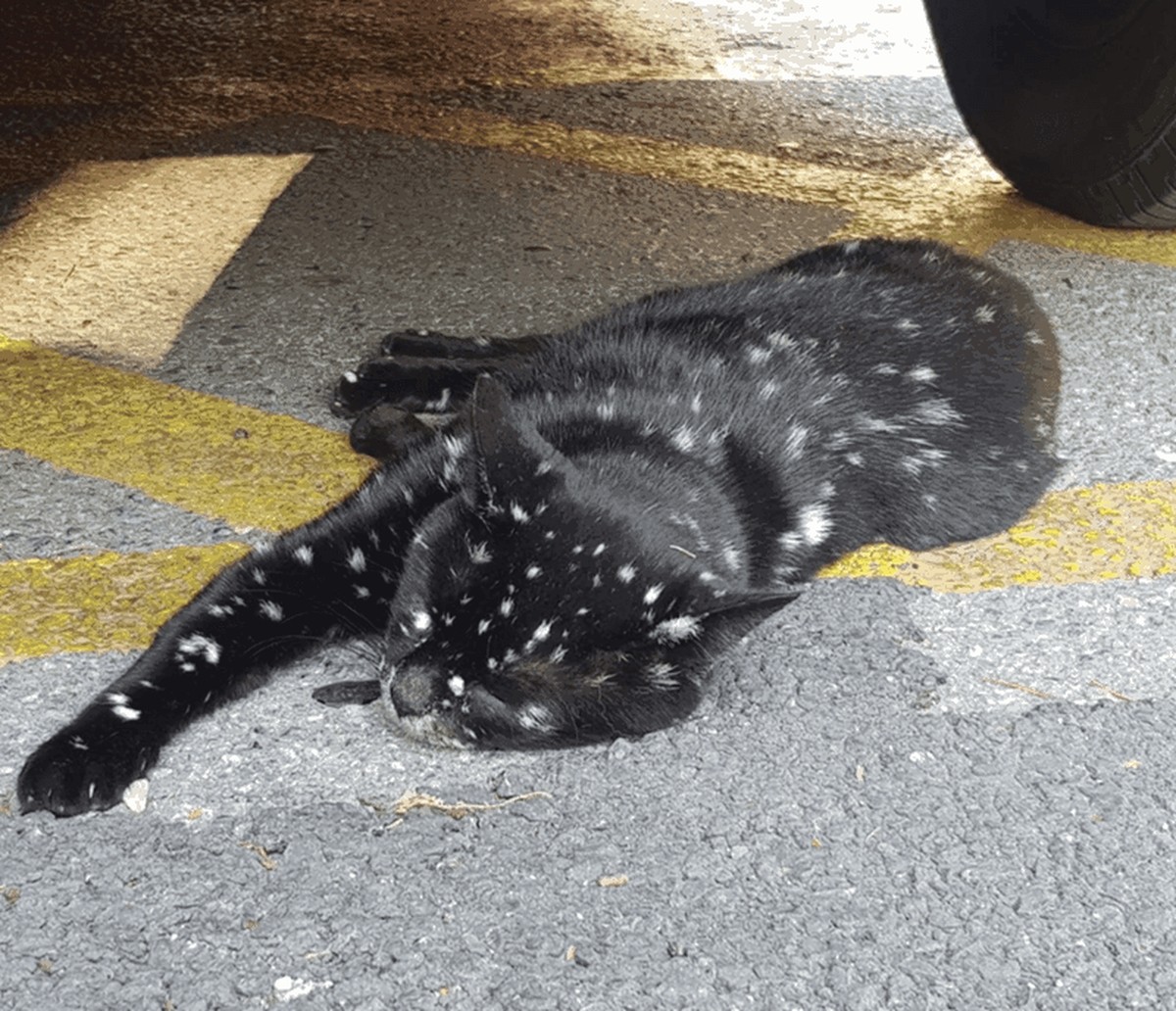 cute news tier katze vitiligo

https://www.reddit.com/r/cats/comments/15s1rk0/so_i_learned_what_vitiligo_is/