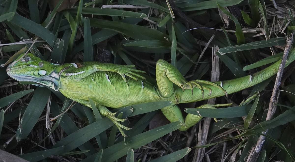 A stunned baby iguana lies in the grass at Cherry Creek Park in Oakland Park, Fla., Jan. 22, 2020. The National Weather Service said Sunday, Jan. 30, 2022 it's going to warm up nicely after the w ...