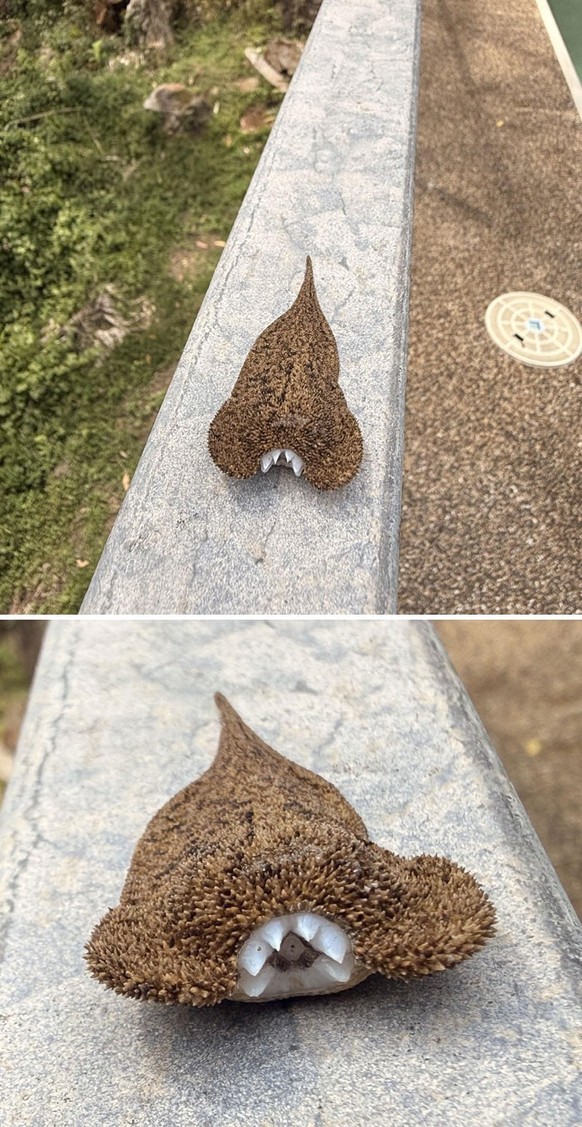 creepy nature

https://www.reddit.com/r/australia/comments/1jcb8lf/wtf_did_i_find_in_my_pool/