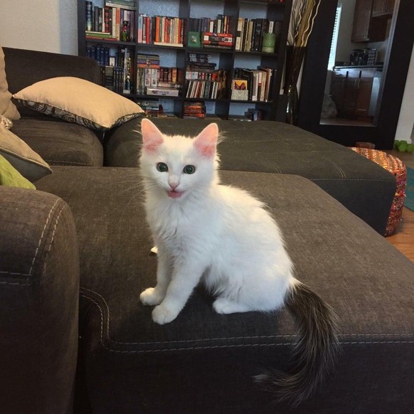 katze cat tier animal cute news

https://www.reddit.com/r/cats/comments/qbrk7u/meet_kiba_a_feral_kitten_i_adopted/