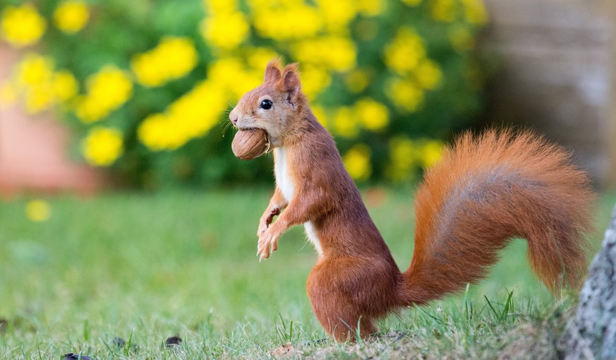 epa05569889 A squirrel carries a walnut in its mouth in Rotenburg, Germany, 04 October 2016. EPA/Daniel Reinhardt