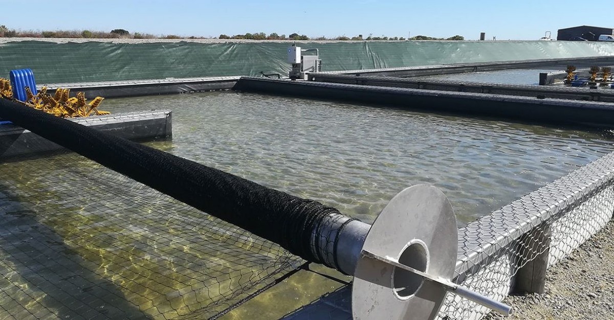 La biotech Hemarina élève ses vers dans sa ferme aquacole de l'île de Noirmoutier selon des standards pharmaceutiques stricts.